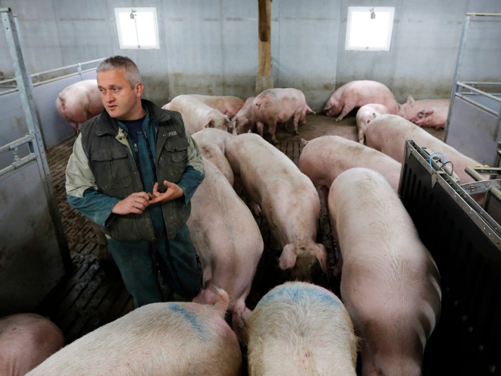 Pala cijena tovljenika