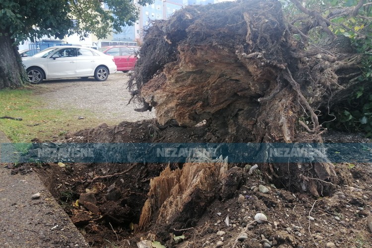 Oluja oborila stare lipe u Gradišci (FOTO)