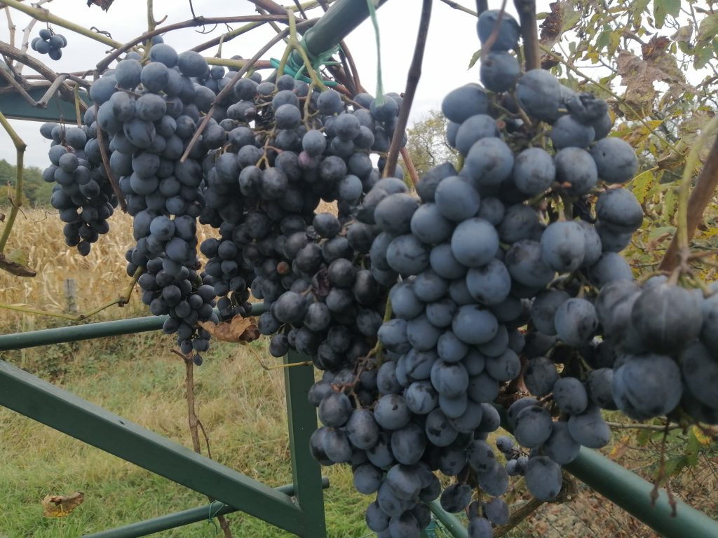 Grožđe Hambur sve zastupljenije u gradiškom kraju