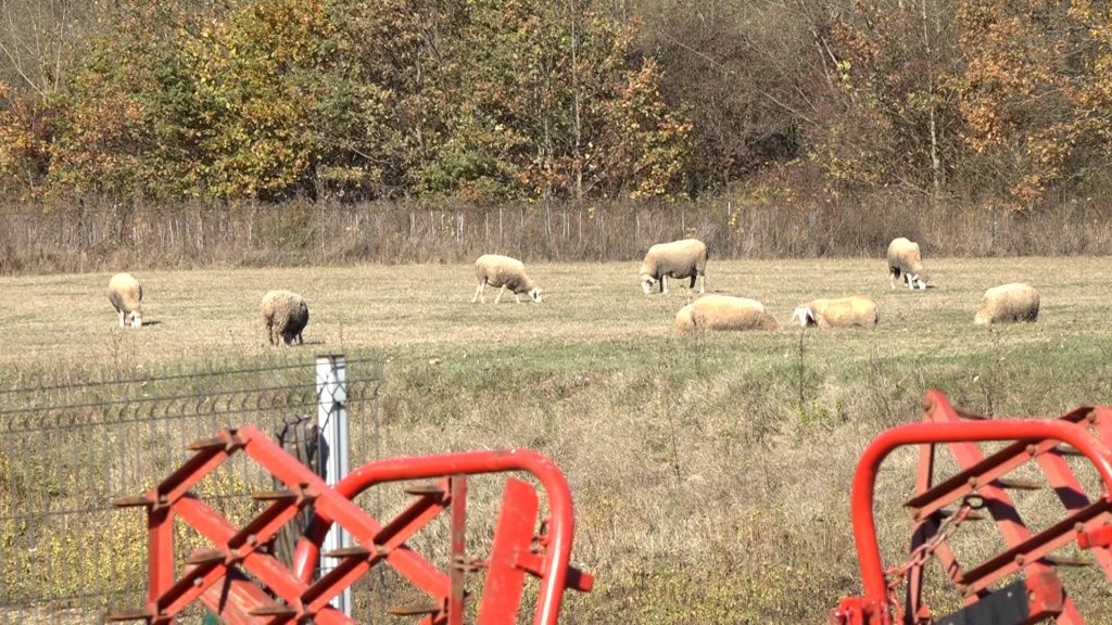 Bolest plavog jezika za sada pod kontrolom