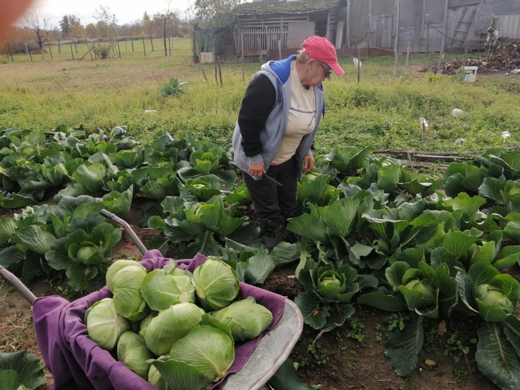 Ovo je najbolje vrijeme za kiseljenje kupusa