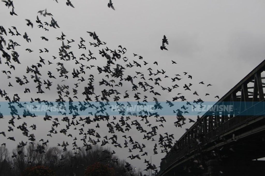 Neobičan prizor u Gradišci: Most na Savi dom za nekoliko hiljada golubova