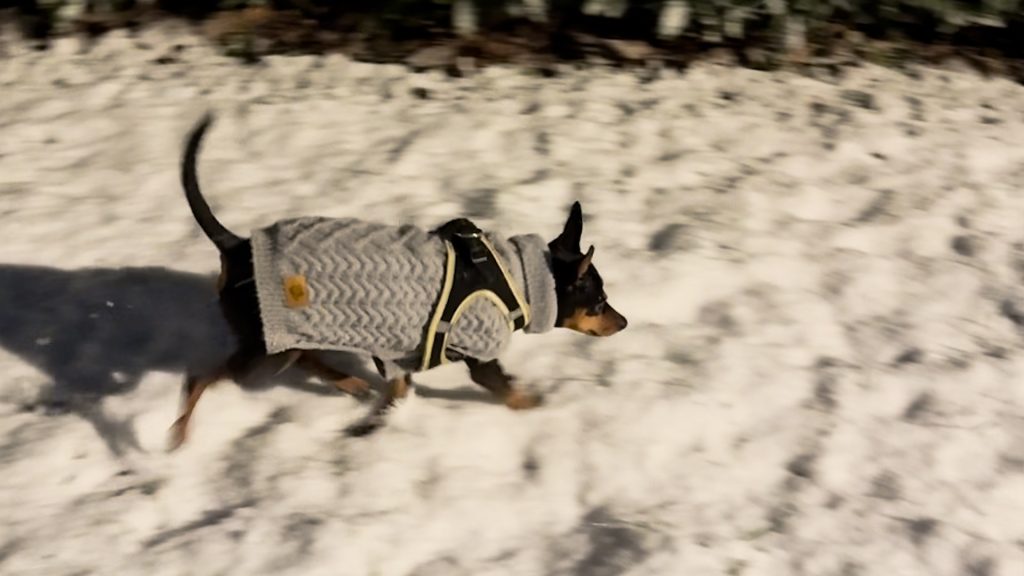 Hladnoća smeta kućnim ljubimcima