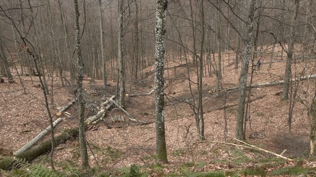 Danas se obilježava Svjetski dan šuma – poruka o značaju očuvanja prirode