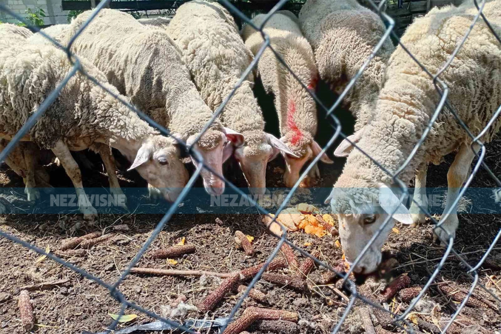 Nova praksa u Gradišci: Ovce hrane dinjama, a konje lubenicama (FOTO)